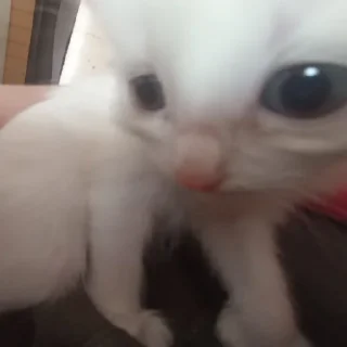 Sticker котеки - 2