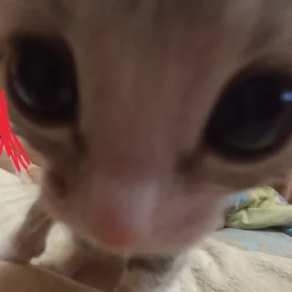 Sticker котеки - 9