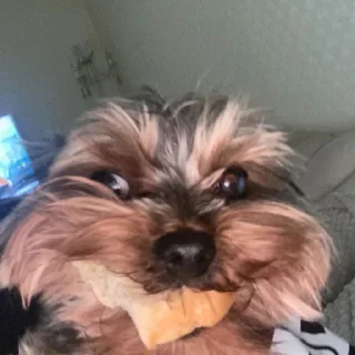 Sticker котеки - 4