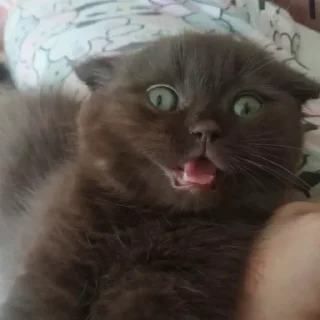 Sticker котеки - 6