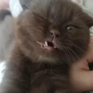 Sticker котеки - 10