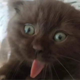 Sticker котеки - 1