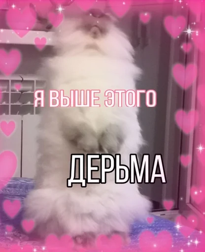 small to medium-sized cats animal text