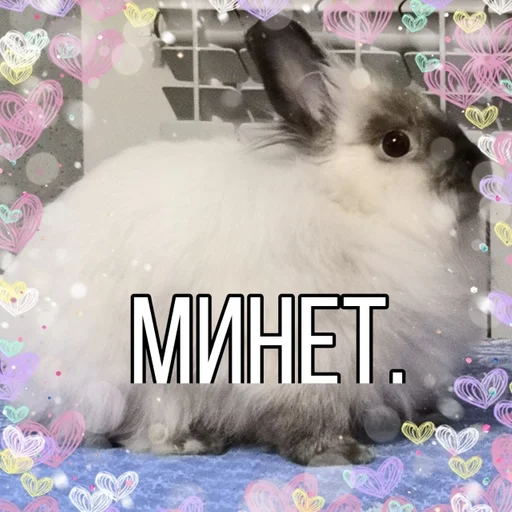 animal mammal rabbit