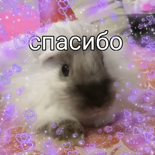 animal mammal rabbit