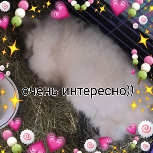 flower rabbit animal