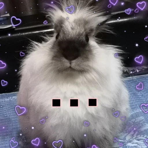 animal mammal rabbit