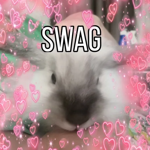 mammal animal rabbit