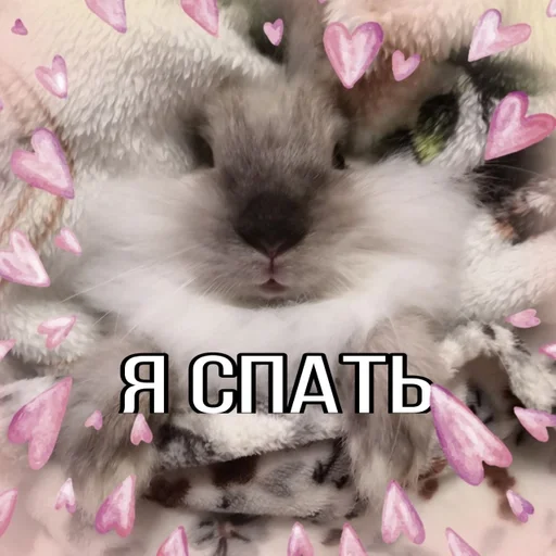 mammal animal flower