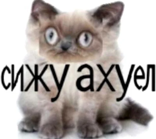 животное кошка млекопитающее