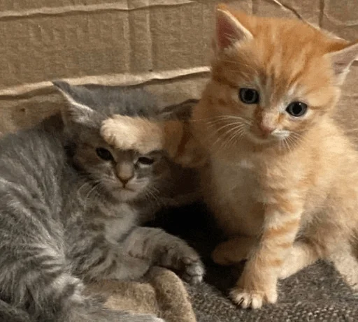 Sticker edsheeranisthebest - 1