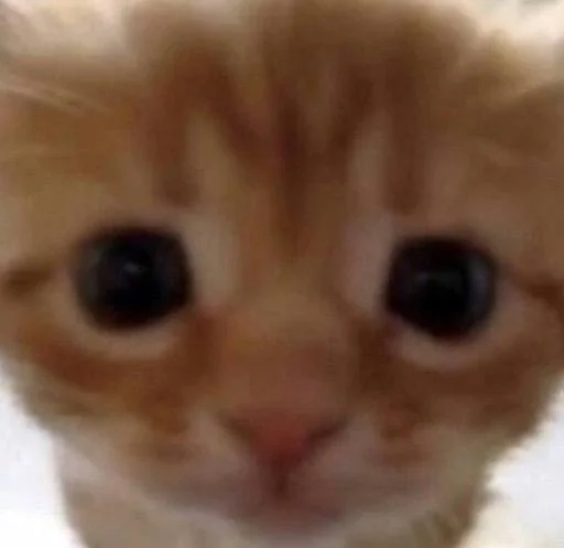 Sticker edsheeranisthebest - 1