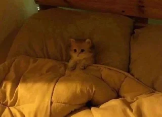 Sticker kitties - 11