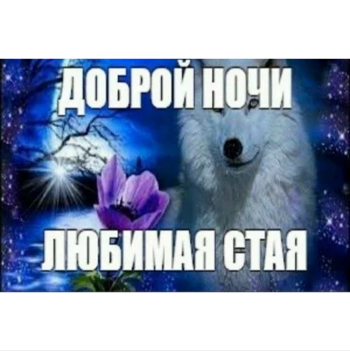 СМС собака фиолетовый