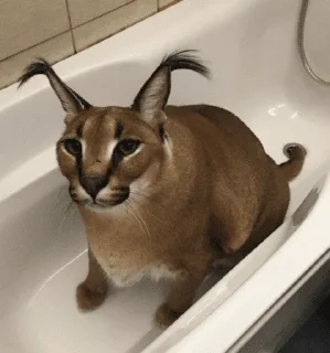 Стикер effed up cats - 4