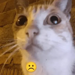 Стикер effed up cats - 1