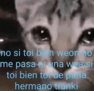 Стикер effed up cats - 11