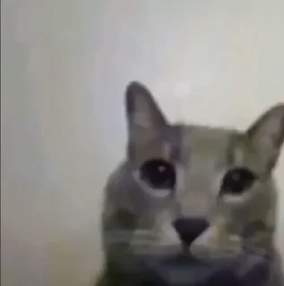 Стикер effed up cats - 2