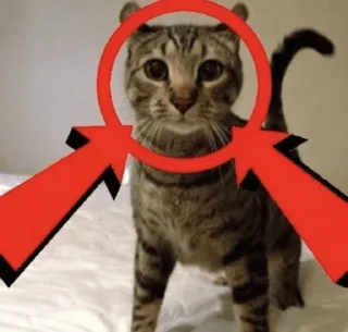 Стикер effed up cats - 5