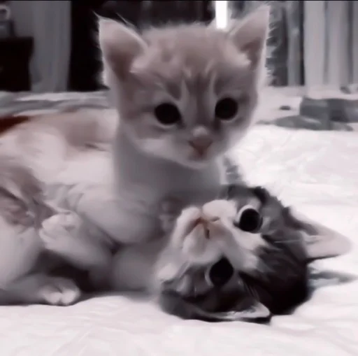 Sticker ♡Стикеры Вики/@efflorescennn5♡ :: @fStikBot - 3