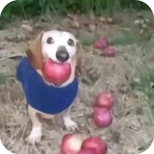 Sticker efvliFk_by_achestickbot - 1