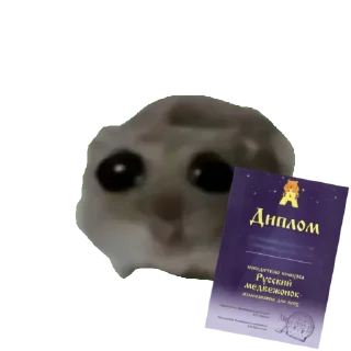 Стикер Сливы курсов ЕГЭ - @EgeNikbot - 11