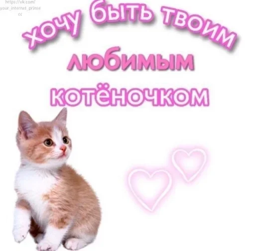 cat mammal small to medium-sized cats