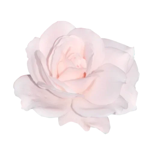 plant garden roses floribunda