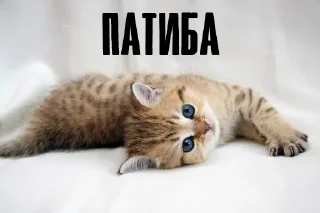 Sticker Больше стикеров: @sticerru - 8