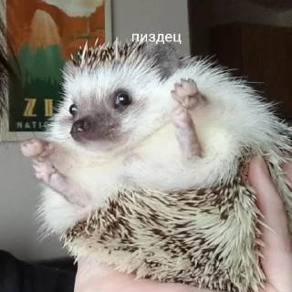 Sticker 50 оттенков ежей - 5