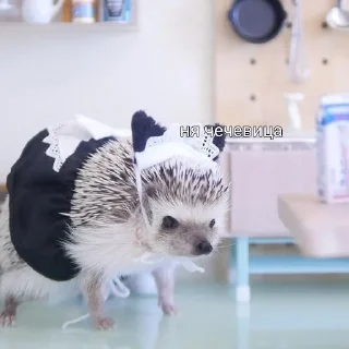 Sticker 50 оттенков ежей - 7