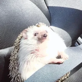 Sticker 50 оттенков ежей - 10