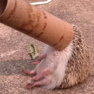 Sticker 50 оттенков ежей - 3