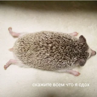 Sticker 50 оттенков ежей - 0