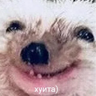 Sticker 50 оттенков ежей - 6