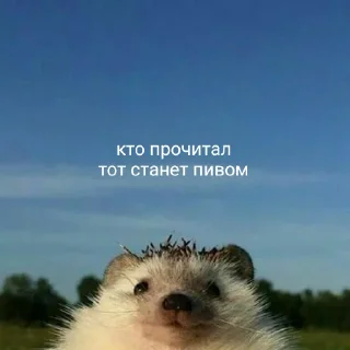 Sticker 50 оттенков ежей - 4