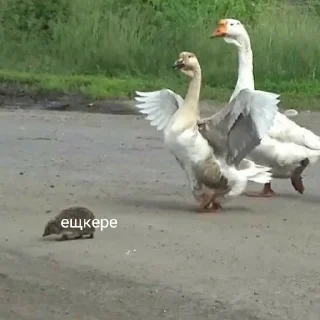 Sticker 50 оттенков ежей - 11