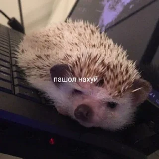 Sticker 50 оттенков ежей - 8