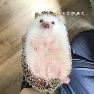 Sticker 50 оттенков ежей - 2