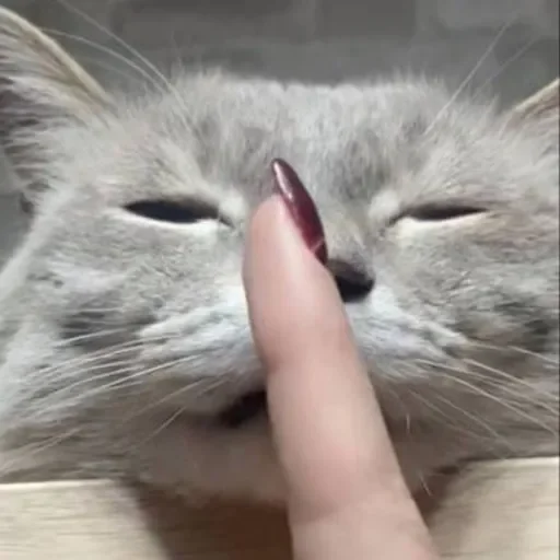 Стикер ekeksjsnjsiw_by_TgEmojiBot - 1