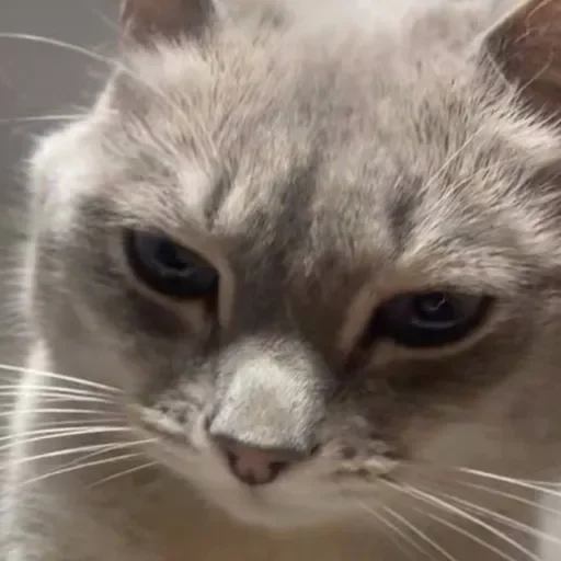 Sticker ekeksjsnjsiw_by_TgEmojiBot - 1