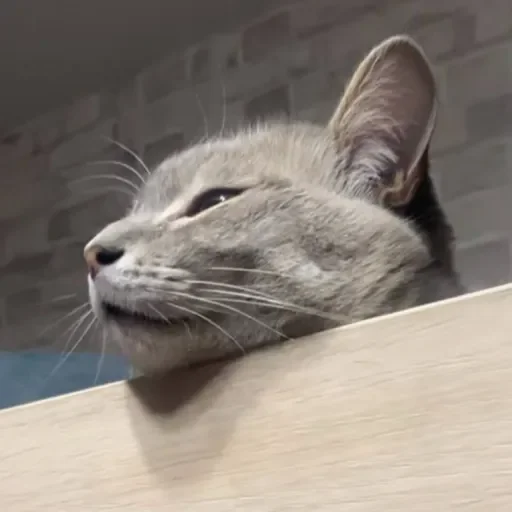 Стикер ekeksjsnjsiw_by_TgEmojiBot - 1