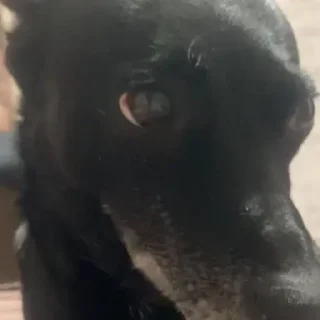 Стикер УХХВХВХВХВХВ @TgEmojiBot - 5