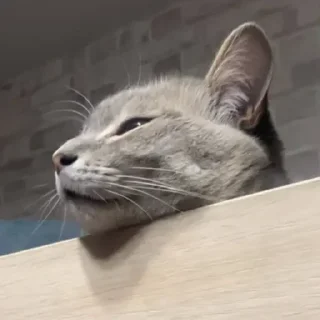 Стикер УХХВХВХВХВХВ @TgEmojiBot - 4