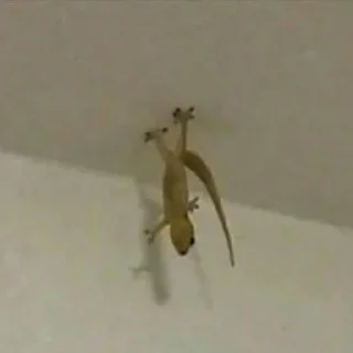 Sticker ЭкзоРЫЛО (@neonris) - 5