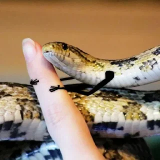 Sticker ЭкзоРЫЛО (@neonris) - 1