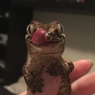 Sticker ЭкзоРЫЛО (@neonris) - 2