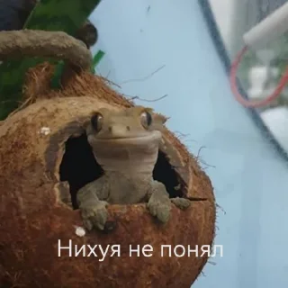 Sticker ЭкзоРЫЛО (@neonris) - 4