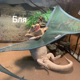 Sticker ЭкзоРЫЛО (@neonris) - 11