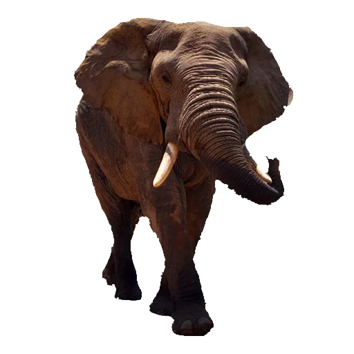 animal mammal elephant